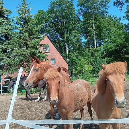 Sonnenscheinhof Alpakas, Alpaka Huette Feriehus