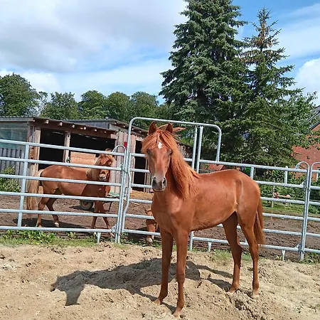 Feriehus Sonnenscheinhof Alpakas, Alpaka Huette