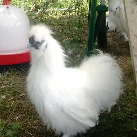 Sonnenscheinhof Alpakas, Alpaka Huette Feriehus *