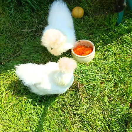 Sonnenscheinhof Alpakas, Alpaka Huette Feriehus Lasbek