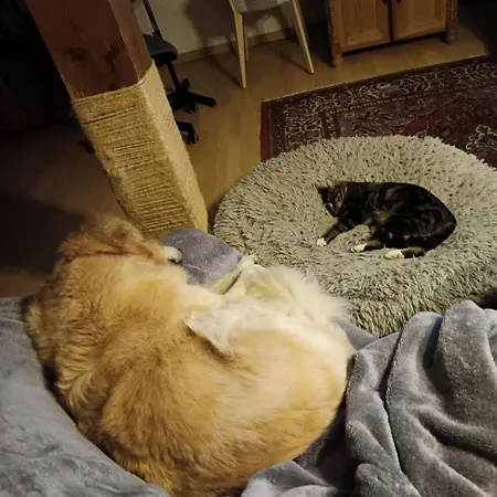 Sonnenscheinhof Alpakas, Alpaka Huette *